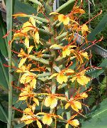 oranžna Cvet Hedychium, Metulj Ingver  Hiša Rastline fotografija