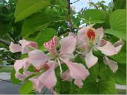 pembe çiçek Orkide Ağacı (Bauhinia) Ev bitkileri fotoğraf