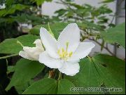 ホワイト フラワー 蘭の木 (Bauhinia) 観葉植物 フォト