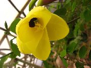geel Bloem Orchidee Boom (Bauhinia) Kamerplanten foto