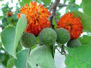 apelsin Blomma Papper Mulberry (Broussonetia papyrifera) Krukväxter foto