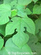 bela Cvet Papir Mulberry (Broussonetia papyrifera) Hiša Rastline fotografija