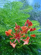 rood Bloem Koninklijke Poinciana, Flamboyant Boom (Delonix regia) Kamerplanten foto