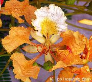 ფორთოხალი ყვავილების Royal Poinciana, რომლის ხე (Delonix regia) სახლი მცენარეთა ფოტო