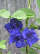 მუქი ლურჯი ყვავილების პეპელა ბარდის (Clitoria ternatea) სახლი მცენარეთა ფოტო