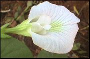 balts Zieds Tauriņš Zirņi (Clitoria ternatea) Telpaugi foto