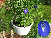 mörkblå Blomma Fjäril Ärta (Clitoria ternatea) Krukväxter foto
