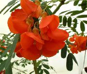 κόκκινος λουλούδι Κόκκινο Rattlebox (Sesbania) φυτά εσωτερικού χώρου φωτογραφία