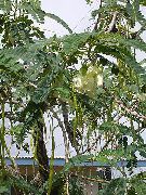 ホワイト フラワー 赤ガラガラ箱 (Sesbania) 観葉植物 フォト