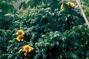 ყვითელი ყვავილების African ტიტების ხე (Spathodea) სახლი მცენარეთა ფოტო