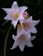 rožnat Cvet Belladonna Lilija, Pohod Lilija, Gola Dama (Amaryllis) Hiša Rastline fotografija
