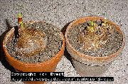 бео Цвет Белладонна Љиљан, Марш Љиљан, Накед Лади (Amaryllis) Кућа Биљке фотографија