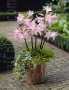 branco Flor Belladonna Lily, March Lily, Naked Lady (Amaryllis) Plantas de Casa foto