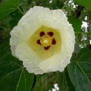 gul Blomma Asiatisk Portoe, Dvärg Asiatisk Portia, Hav Hibiskus (Thespesia) Krukväxter foto