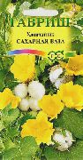 yellow Flower Gossypium, Cotton Plant   photo