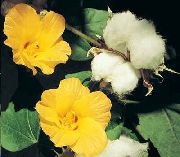 жут Цвет Госсипиум, Памук Биљка (Gossypium)  фотографија