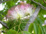 розов Цвете Коприна Дърво (Albizia julibrissin) Стайни растения снимка