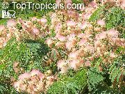 ვარდისფერი ყვავილების აბრეშუმის ხე (Albizia julibrissin) სახლი მცენარეთა ფოტო