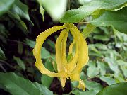 gul Blomma Dvärg Ylang Ylang Buske (Desmos chinensis) Krukväxter foto