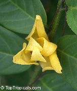 жълт Цвете Mitrephora (Mitrephora vandaeflora) Стайни растения снимка