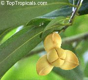 žltý Kvetina Biela Cheesewood (Melodorum fruticosum) Izbové Rastliny fotografie