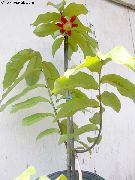 rouge Fleur Calabao (Uvaria) Plantes d'intérieur photo