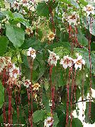 λευκό λουλούδι Strophanthus  φυτά εσωτερικού χώρου φωτογραφία