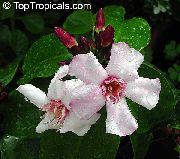 pembe çiçek Strophantus (Strophanthus) Ev bitkileri fotoğraf