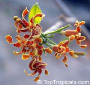 oranžový Kvetina Strophanthus  Izbové Rastliny fotografie