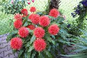 red Flower Paint Brush, Blood Lily, Sea Egg, Powder Puff (Haemanthus) Houseplants photo