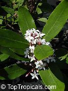 bijela Cvijet Bushman Je Otrov (Acokanthera) Biljka u Saksiji foto