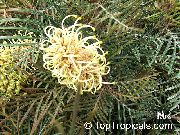 żółty Kwiat Grevillea (Grevillea sp.) Rośliny domowe zdjęcie