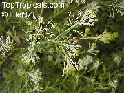 fehér Virág Grevillea (Grevillea sp.) Szobanövények fénykép