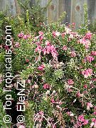 ružový Kvetina Grevillea (Grevillea sp.) Izbové Rastliny fotografie