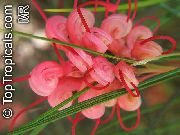 κόκκινος λουλούδι Grevillea (Grevillea sp.) φυτά εσωτερικού χώρου φωτογραφία