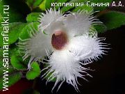 fehér Virág Alsobia  Szobanövények fénykép