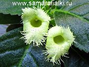 zelená Květina Alsobia  Pokojové rostliny fotografie