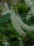 бял Цвете Heartleaf Madeiravine (Anredera) Стайни растения снимка