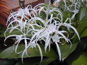 თეთრი ყვავილების Spider Lily (Hymenocallis-caribaea) სახლი მცენარეთა ფოტო