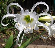 alb Floare Spider Crin, Ismene, Narcisă Mare (Hymenocallis-festalis) Oală Planta fotografie