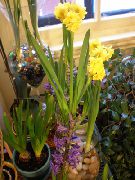 galben Floare Amaryllis (Hippeastrum) Oală Planta fotografie