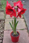 czerwony Kwiat Hippeastrum  Rośliny domowe zdjęcie