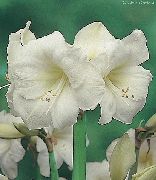 biela Kvetina Amaryllis (Hippeastrum) Izbové Rastliny fotografie
