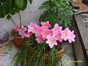rosa Blume Regen Lilie,  (Zephyranthes) Zimmerpflanzen foto