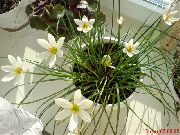 blanco Flor Lirio De La Lluvia,  (Zephyranthes) Plantas de interior foto