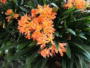 oranžový Květina Bush Lilie, Boslelie (Clivia) Pokojové rostliny fotografie