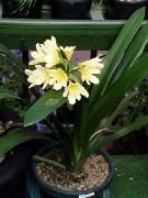 Μπους Κρίνος, Boslelie λουλούδι κίτρινος