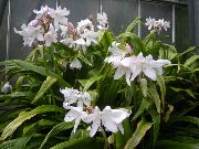 λευκό λουλούδι Crinum  φυτά εσωτερικού χώρου φωτογραφία