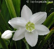 bílá Květina Amazon Lily (Eucharis) Pokojové rostliny fotografie