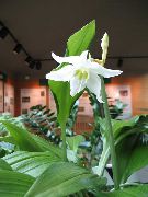 hvid Blomst Amazon Lilje (Eucharis) Stueplanter foto